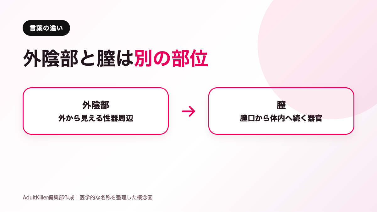 外陰部と膣の違いを言葉で整理した図